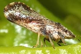 Image result for Rhipidoglossum oxycentron