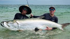 All tarpon will take dead baits, such as a mullet head or half mullet, fished patiently on bottom. Tarpon Catch Of A Lifetime Made Near Anna Maria Island Wtsp Com