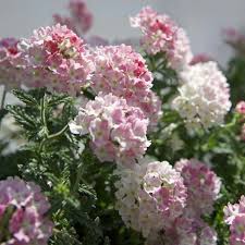 Verveine Estrella Pink Ballet Fleur Rose Blanche Fleurs Annuelles Fleurs