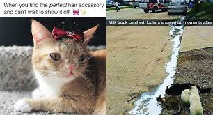Cats, dogs, minions, praising squirrel, a horse, a seal, a gerbil, and many more are featured in this hilarious saturday memes. 19 Cat Memes That Will Have You Giggling For Days I Can Has Cheezburger Cat Memes Funny Cat Memes Funny Cats
