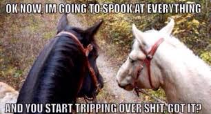 This Is Probably What Really Happens On Trail Rides Funny Horse Pictures Funny Horse Memes Horse Quotes Funny