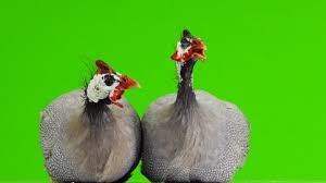We did not find results for: Male And Female Blue Guinea Stock Footage Video 100 Royalty Free 1030452785 Shutterstock