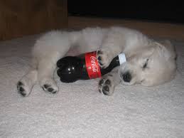 Pin On Cute Animal Pics