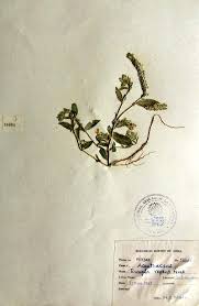 Image result for Rungia