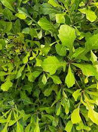 Image result for Cussonia natalensis