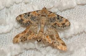 Image result for Eupithecia pulchellata
