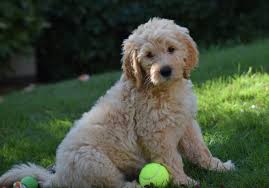 Maple hill doodles breeds only mini goldendoodle puppies. Standard And Mini Goldendoodles For Sale Reasonable Adoption Fees