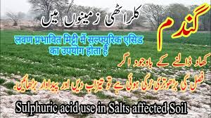Maybe you would like to learn more about one of these? Sulphuric Acid Use In Saline Sodic Soil Sulphuric Acid Use In Wheat Crop How To Use Sulphuric Acid Youtube