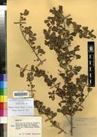 Image result for Scolopia