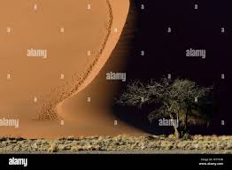 Image result for Cyphostemma hermannioides