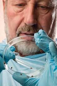 Identifying Compounds To Help Control Bed Bugs