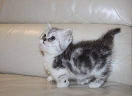 Would you like to free stress like this orange cat? Short Legged Munchkin Kittens For Sale Simpang Free Classifieds In Singapore Munchkin Kitten Munchkin Cat Munchkin Kittens For Sale