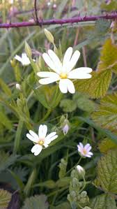 Greater Stichwort Path To Easton On The Hill April 2014 British Wild Flowers Wild Flowers Woodland Plants
