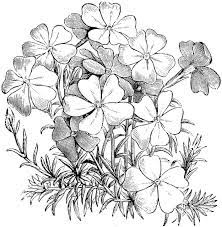 Pin On Homeschool Herbs And Gardens