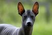 Mexican Dog Breeds - Top 6 Most Interesting Mexican Dogs ...