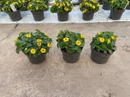 Image result for sanvitalia combine in pots