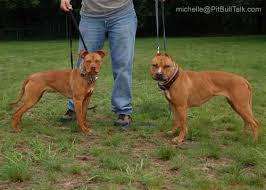 Pin On American Staffy