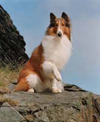Kopek Sever Misiniz K 9 Ve Lassie Hakkinda Yanlis Bilinenler