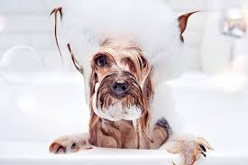 Baby shampoo is mild and gentle, so it will not harm the guinea pig's fur or skin when it's bathed with the shampoo. Can I Use Baby Shampoo On My Dog Pet Friendly House