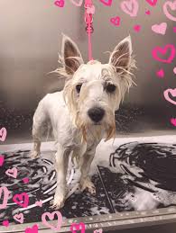Hundesalon VIKI