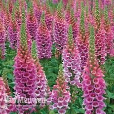 Terence baker describes the methods he uses to propagate plants the foxglove (digitalis purpurea), so much a part of the british countryside, is perhaps one of the. Foxglove Candy Mountain Van Meuwen