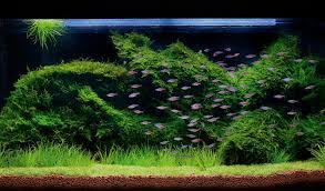 I also did this to my marselia hirsuta. How To Grow Your Own Moss Carpet Practical Fishkeeping