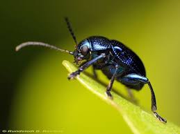 Blue Milkweed Beetle By Rundstedt B Rovillos Beetle Milkweed Beetle Insect