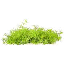 Image result for Limnophila crassifolia