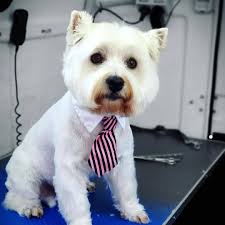 Hot Diggidy Doggies mobile Dog Grooming