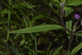 Image result for Polygala persicariifolia