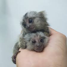 They will come with papers and stuffs. Specialize In Pet Marmoset Monkey For Sale Baby Finger Monkey