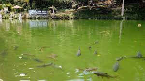 Apakah ada ikan sakti di sungai jernih. Sungai Janiah Bukan Sekedar Ikan Sakti