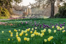 Watch Online Tulip Festival Hever Castle In 2020 Tulip Festival Planting Tulips Tulips