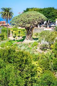 Best south tenerife rentals from your favourite sites. Icod De Los Vinos Teneriffa Kanarische Inseln Spanien Botanischer Garten Und Beruhmter Tausendjahriger Baum Drago Stockfoto Bild Von Europa Schon 114369248