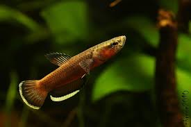 Betta albimarginata is a species of betta fish, endemic to the island of borneo where it is only found in the indonesian province of kalimantan timur. Betta Albimarginata Seriously Fish