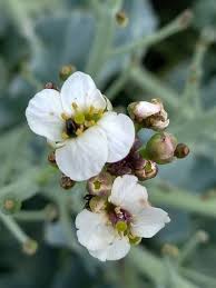 Image result for Crambe