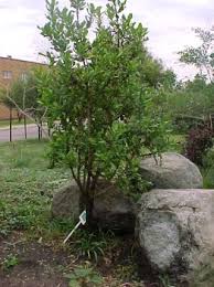 Image result for Pavetta sp. A