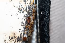 Image result for bed bugs eggs