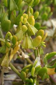 Image result for Zygophyllum cuneifolium