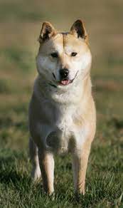 Mit einem gewicht von rund 14 bis 21 kilogramm bei 34 bis 47 cm widerristhöhe zählt der korea . Koreanische Jindo Dog Hunderassen