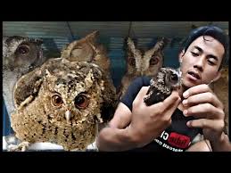Celepuk prin kain by satria jawa timur подробнее. Kasih Makan Burung Hantu Celepuk Youtube