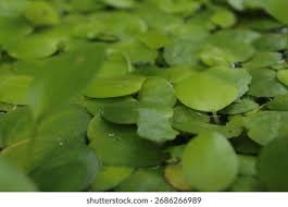 Image result for Hydrocharitaceae