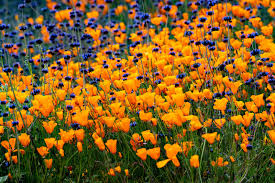 Phone 2550 canyon springs pkwy suite i. How To See California S Super Bloom Conde Nast Traveler