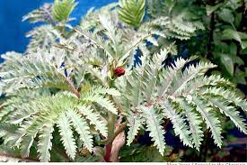 Image result for Melianthaceae