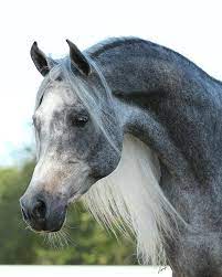 You Can T Help But Be Stunned By The Beauty Of The Arabian Horse The Arabian Breed Is Known For Its Striking Elegant And A Horses Horse Breeds Arabian Horse