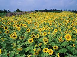 2,060 likes · 1 talking about this · 13 were here. Desktop Wallpapers Flowers Backgrounds Sunflower Field Near Lexington Kentucky Www Desktop Sunflower Fields Lexington Kentucky Beautiful Flowers Images