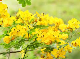 Yellow flowering trees in oregon. 15 Stunning Shrubs Trees With Yellow Flowers Plant Index