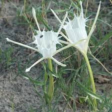 Image result for Anisosepalum alboviolaceum