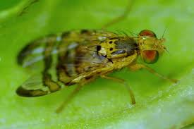 Image result for Cyathula cylindrica