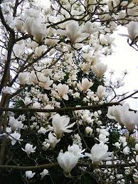 Ohio S Blooming Magnolia Trees Flowering Trees Beautiful Flowers Magnolia Trees